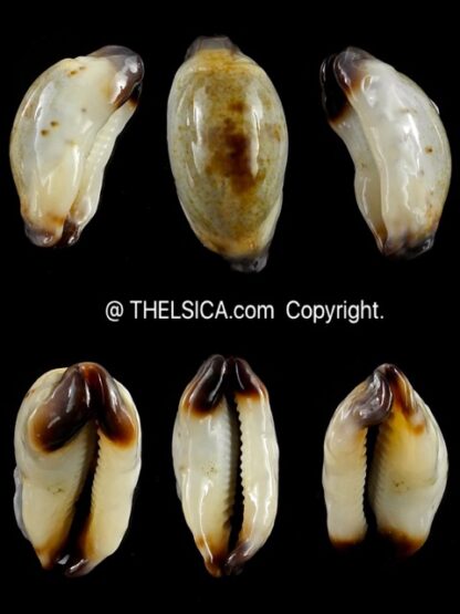 Purpuradusta gracilis macula N&R 23,1 mm Gem-0