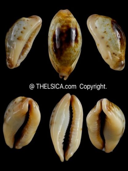 Purpuradusta gracilis macula N&R 23,2 mm Gem-0