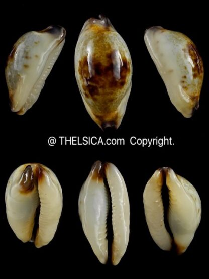 Purpuradusta gracilis macula N&R 23,3 mm Gem-0