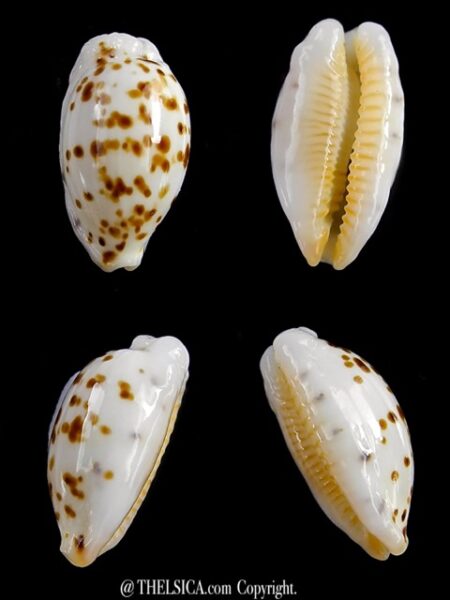 Cypraea punctata niger et rostrée 13,1 mm Gem-0