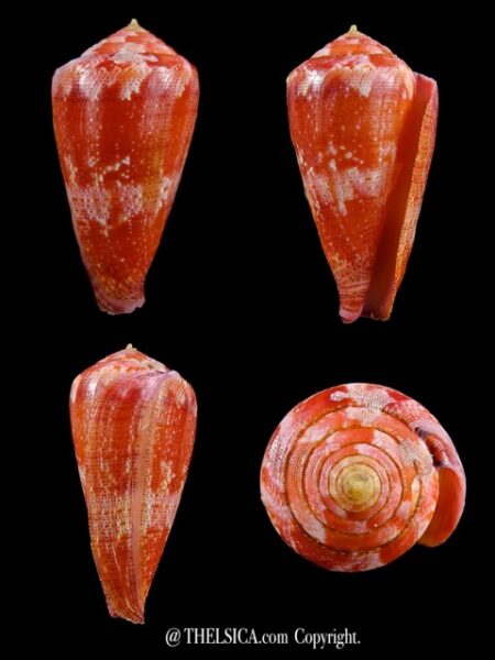 Rhizoconus pertusus elodiellaryae 41,9 mm Gem-0