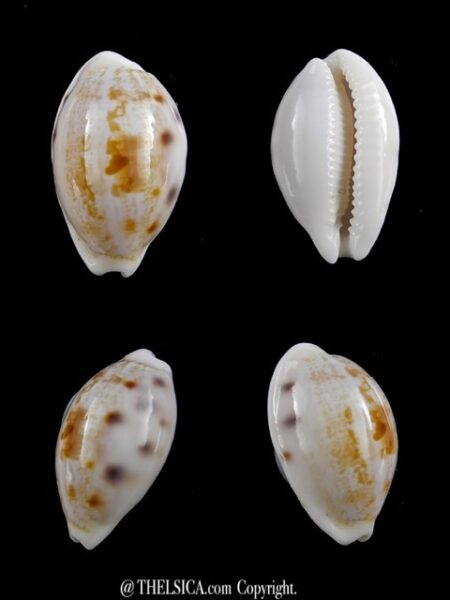 Talostolida pellucens alisonae 20,2 mm Gem-0