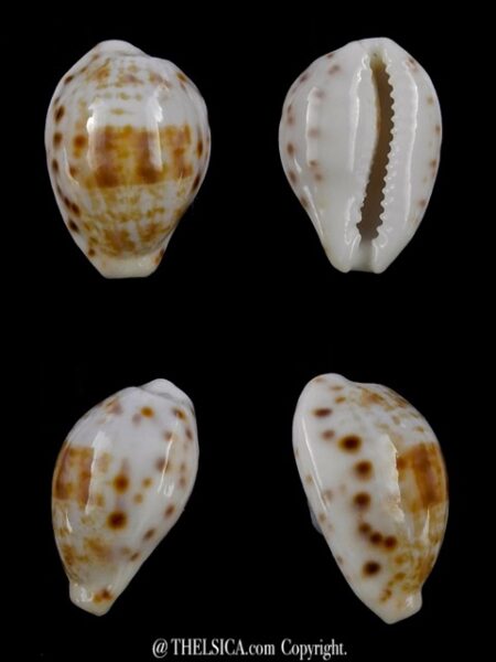 Talostolida rashleighana 18,1 mm Gem-0