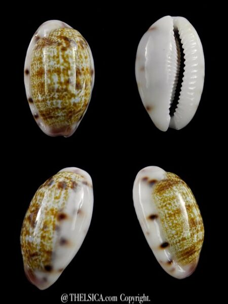 Talostolida teres janae 25,3 mm Gem-0