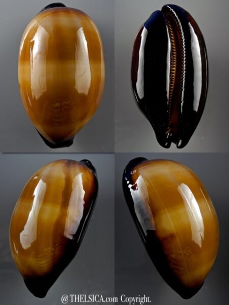 Talparia talpa lutani ..Giant.. 80,5 mm Gem-0