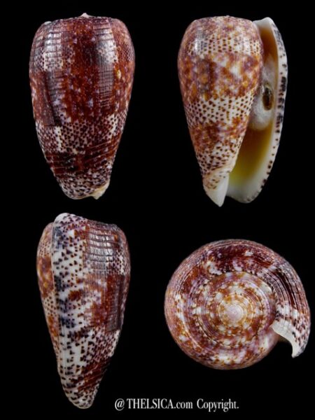 Textilia adamsonii 45,8 mm Gem-0