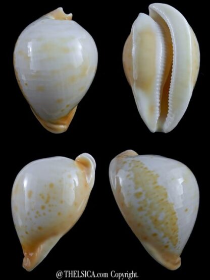 Umbilia armeniaca ..white.. 84,5 mm Gem-0