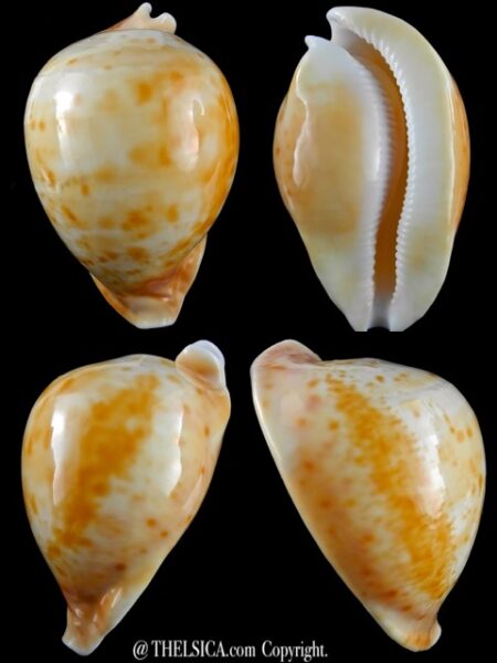 Umbilia armeniaca 104 mm F+++/Gem-0