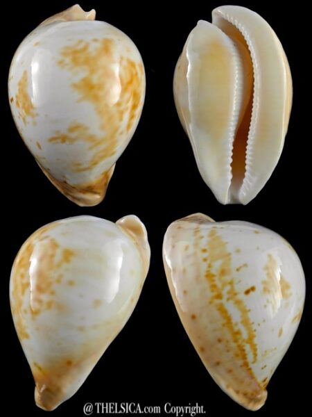 Umbilia armeniaca 92,8 mm Gem (-)-0
