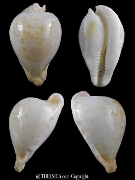 Umbilia capricornica (Deep water form ) 62 mm Gem-0
