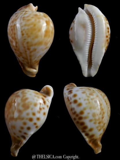 Umbilia capricornica (with oriettae pattern ) 69,6 mm Gem-0