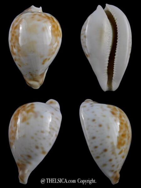 Umbilia hesitata beddomei 67,5 mm Gem-0