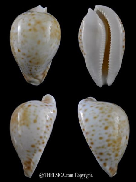 Umbilia hesitata beddomei 70,2 mm Gem-0