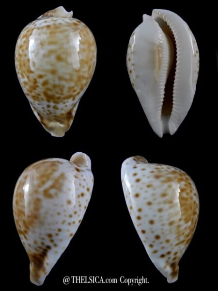 Umbilia hesitata beddomei 75,2 mm Gem-0