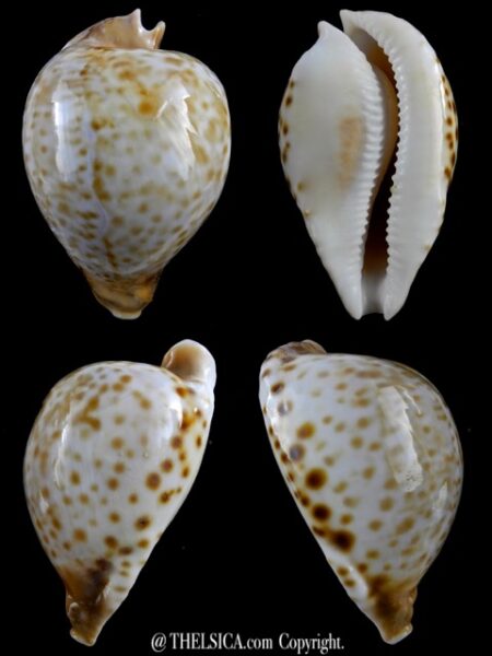 Umbilia oriettae 65,7 mm F+++/Gem-0