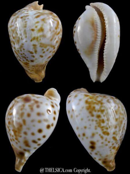Umbilia oriettae 72,7 mm F+++/Gem-0