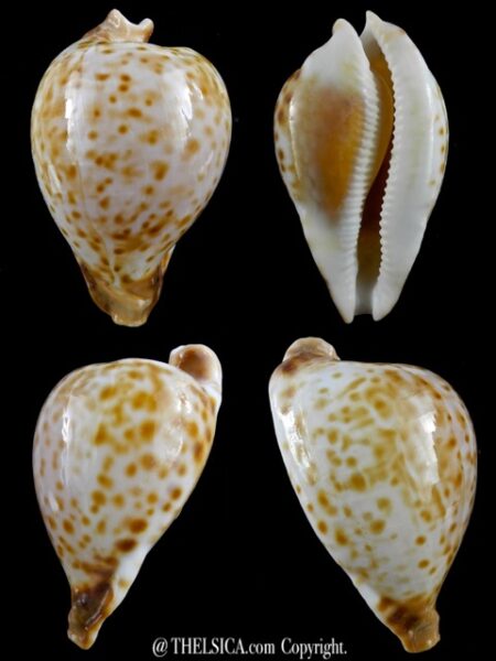 Umbilia oriettae 74,4 mm F+++/Gem-0