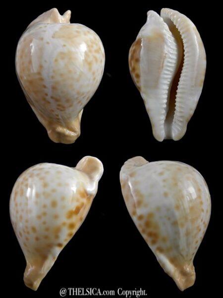 Umbilia petilirostris 72,8 mm Gem (-)-0