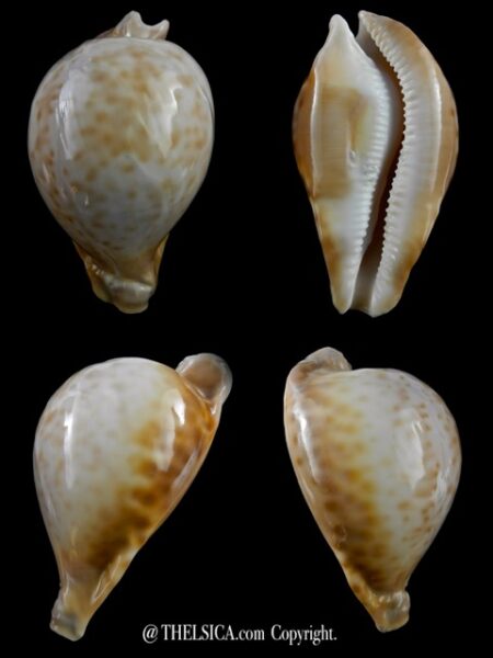 Umbilia petilirostris 87 mm F+++/Gem-0