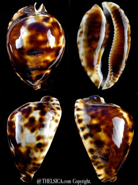 Zoila friendii vercoi 87,3 mm Gem-0