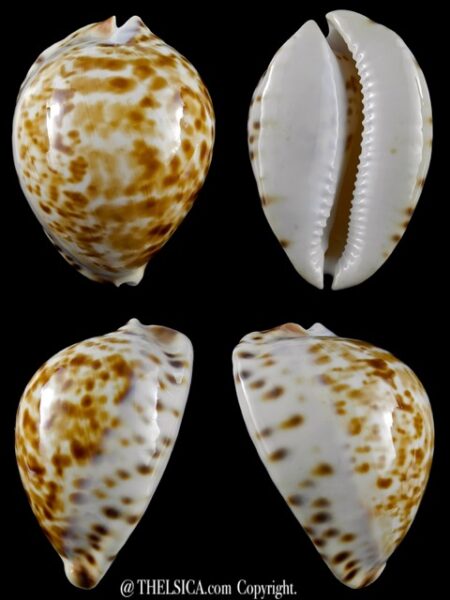 Zoila friendii vercoi lentiginosa 72,8 mm F+++:Gem-0