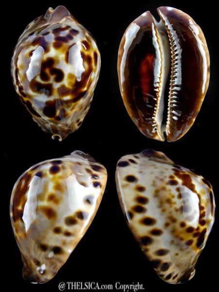 Zoila jeaniana jeaniana sherylae 63,9 mm Gem-0
