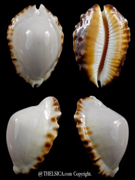 Zoila marginata ketyana hypermarginata 51,1 mm Gem-0