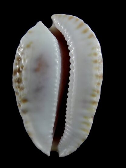 Zoila marginata marginata 55,1 mm Gem (-)-17034