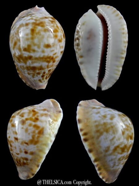 Zoila marginata marginata 55,1 mm Gem (-)-0