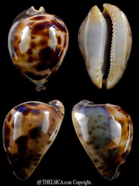 Zoila venusta episema sorrentensis 60,9 mm Gem-0