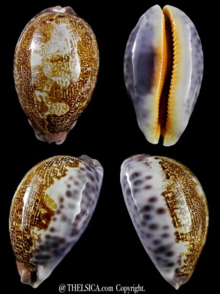 Leporicypraea mappa subsignata 59,1 mm Gem-0