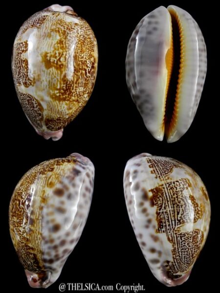 Leporicypraea mappa subsignata 61,7 mm Gem-0