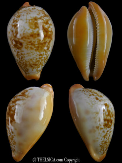 Austrasiatica langfordi cavatoensis 45,5 mm F+++-0