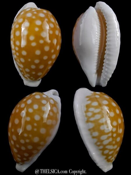 Cribrarula fallax antonellae 34,7 mm Gem-0