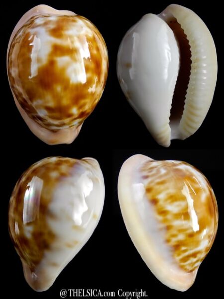 Cypraeovula castanea latebrosa 32,5 mm Gem-0