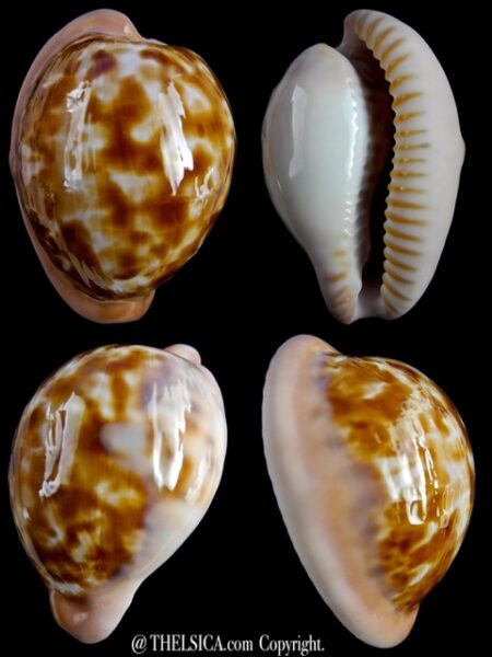 Cypraeovula castanea latebrosa 35,5 mm Gem-0