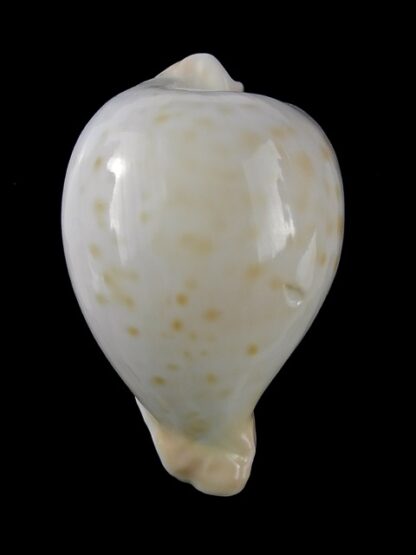 Umbilia capricornica (Deep water form ) 61,6 mm F+++-18488