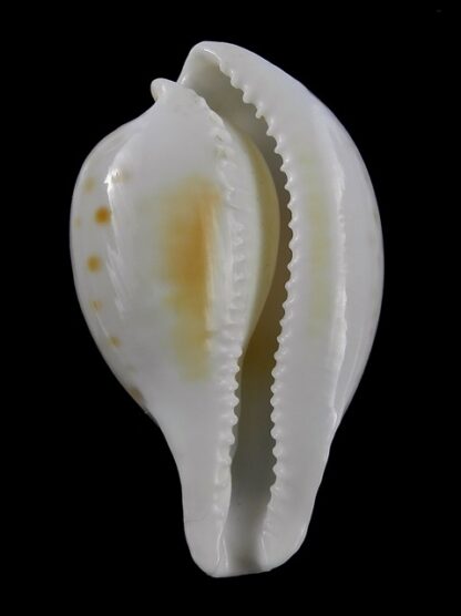 Umbilia capricornica (Deep water form ) 61,6 mm F+++-18487