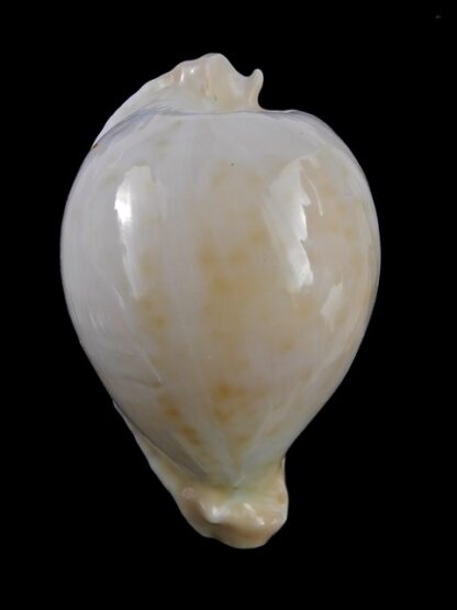 Umbilia capricornica (Deep water form ) 66 mm F+++/gem-18507