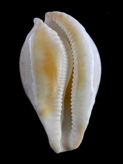 Umbilia capricornica (Deep water form ) 66 mm F+++/gem-18505