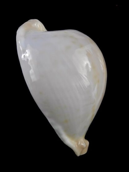 Umbilia capricornica (Deep water form ) 66 mm F+++/gem-18504