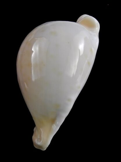 Umbilia capricornica (Deep water form ) 66 mm F+++/gem-18508