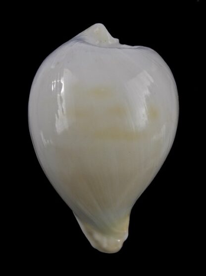 Umbilia capricornica (Deep water form ) 65,4 mm F+++/gem-18497