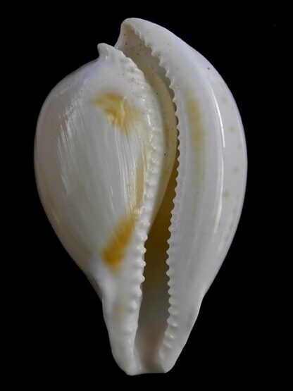 Umbilia capricornica (Deep water form ) 65,4 mm F+++/gem-18494