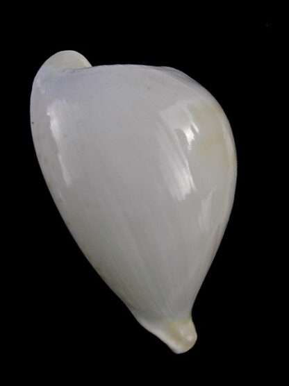 Umbilia capricornica (Deep water form ) 65,4 mm F+++/gem-18495