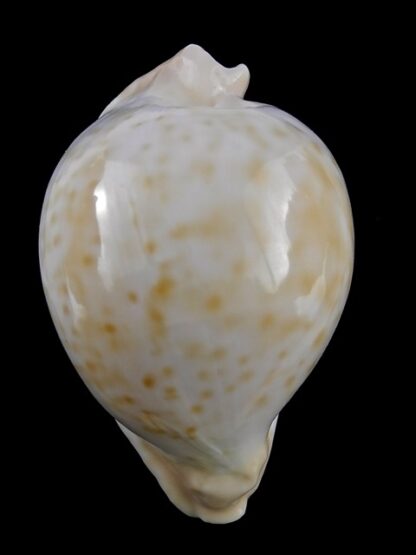 Umbilia capricornica ..Very Globose.. 68,4 mm Gem-18524