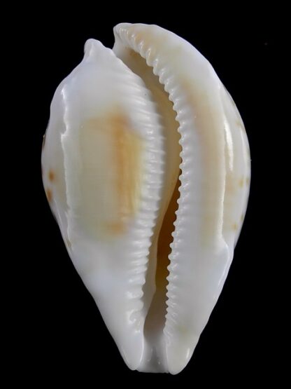 Umbilia capricornica ..Very Globose.. 68,4 mm Gem-18526