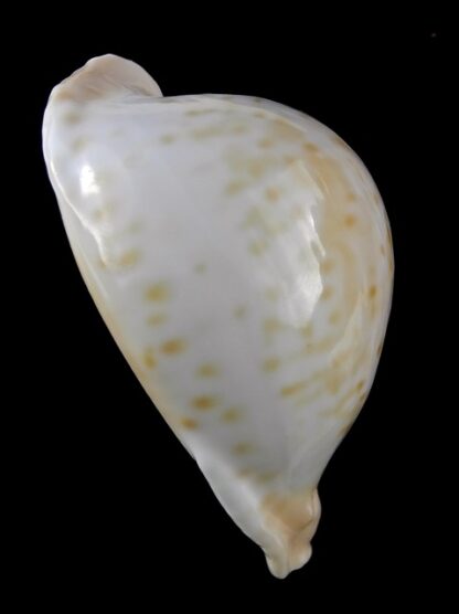 Umbilia capricornica ..Very Globose.. 68,4 mm Gem-18528
