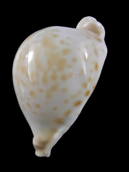 Umbilia capricornica ..Very Globose.. 68,4 mm Gem-18527