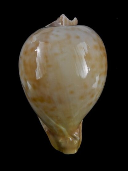 Umbilia capricornica ..Small form of Petilirostris ??.. 72 mm F+++/Gem-18516